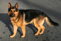 German Sheperd